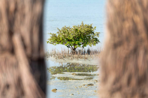 Mangroves tree in the sea water in Abu Dhabi, UAE. High quality photo