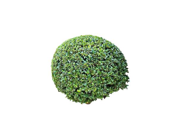 istock Tree isolated on white background. Tropical tree. Landscape decoration. beautiful natural home decorations. Interior and exterior design 2189398522