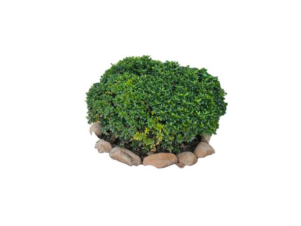 istock Tree isolated on white background. Tropical tree. Landscape decoration. beautiful natural home decorations. Interior and exterior design 2189398534