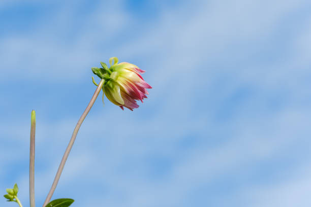A single dahlia bud is in bloom against a clear blue sky with white clouds. The bud is pink and white, and is about to open.