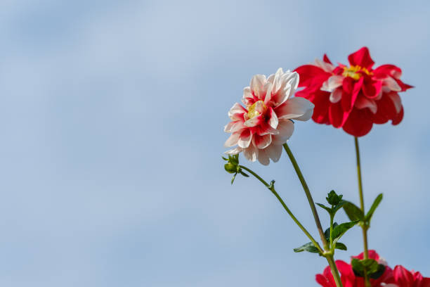 A cluster of dahlia flowers are in full bloom against a clear blue sky. The flowers are in shades of pink and white, and have a soft, feathery appearance.
