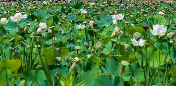 istock A Pond Full of Lotus Flowers 2189398643