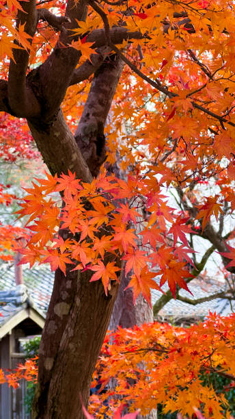 istock The beautiful views in Kyoto 2189399513