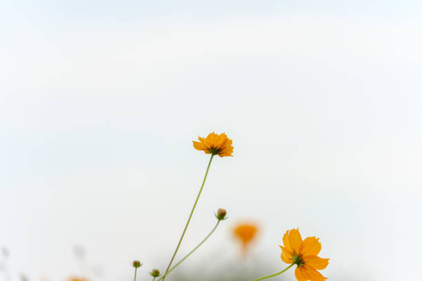 A bunch of orange cosmos flowers are in bloom against a cloudy sky. The flowers are reaching up towards the sky.