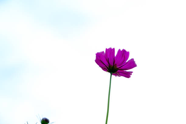 A single pink cosmos flower is in bloom against a clear blue sky. The flower is delicate and has a soft, feathery appearance.