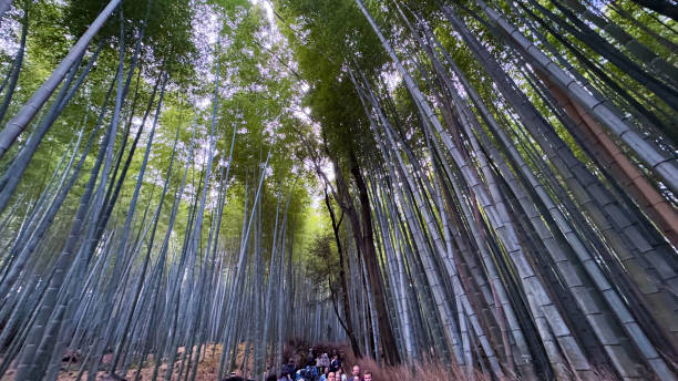 istock The beautiful views in Kyoto 2189400605