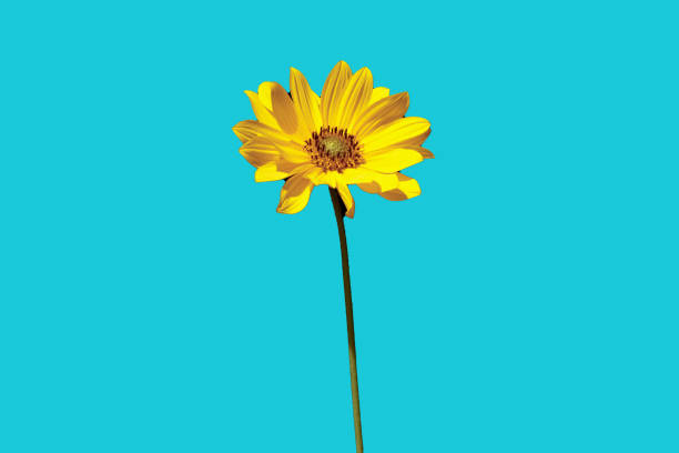 istock chamomile isolated flower pattern advertising concept spring season specific template vivid blue background graphic design copy space 2189401393