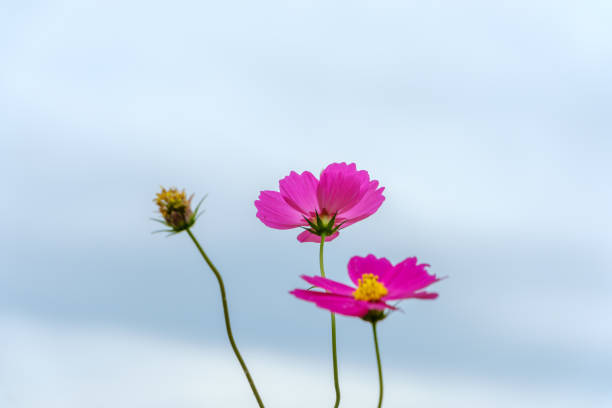 A few pink cosmos flowers are in bloom against a clear blue sky. The flowers are in focus and the background is blurred.