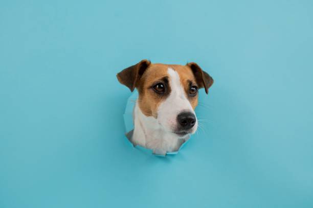 istock Funny dog muzzle from a hole in a paper blue background. Copy space. 2189403819