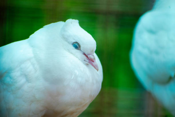 Close up of white pigeon in the cage. Selective focus.