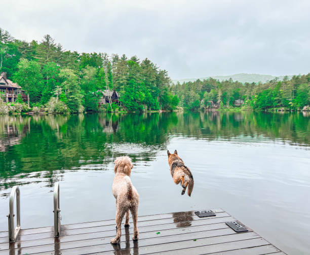 istock Dogs Jumping into Mountain Lake 2189404157