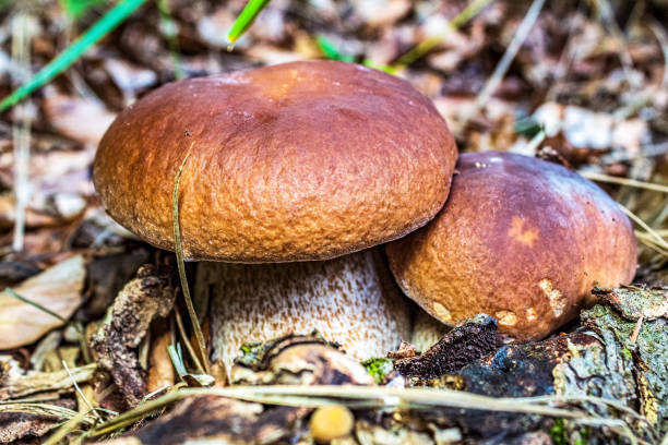 istock Macro  - Forest - Europe, Romania, Suceava region 2189404313