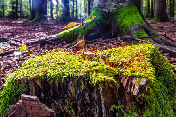 Macro  - Forest - Europe, Romania, Suceava region