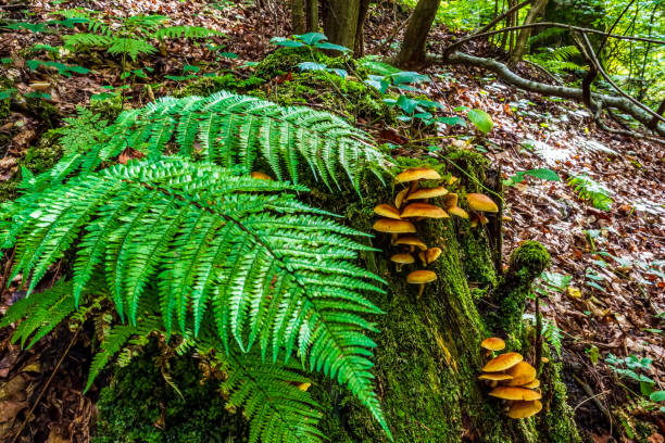 Macro  - Forest - Europe, Romania, Suceava region