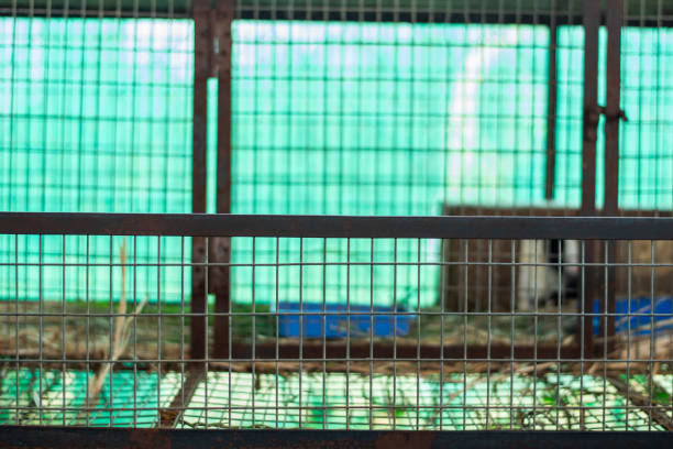 Metal cage in the chicken farm. Selective focus. nature.