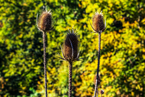 Macro  - Forest - Europe, Romania, Suceava region