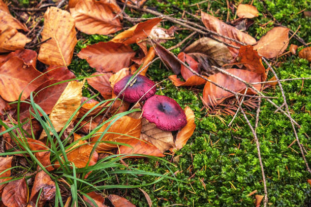 istock Macro  - Forest - Europe, Romania, Suceava region 2189404909