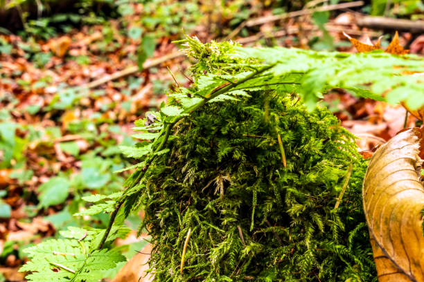 istock Macro  - Forest - Europe, Romania, Suceava region 2189404910