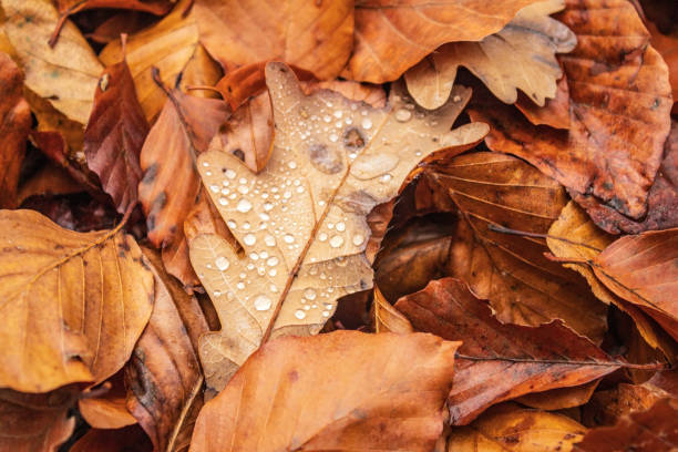 Macro  - Forest - Europe, Romania, Suceava region