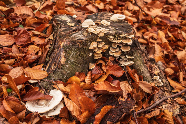 Macro  - Forest - Europe, Romania, Suceava region