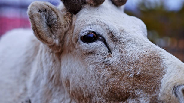 Reindeer in Birch Forest,Greater Khingan Mountains.Hulun Buir,Inner Mongolia Autonomous Region,China,Asia.