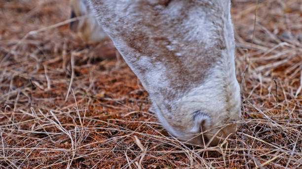 Reindeer in Birch Forest,Greater Khingan Mountains.Hulun Buir,Inner Mongolia Autonomous Region,China,Asia.