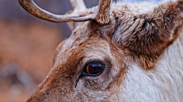 Reindeer in Birch Forest,Greater Khingan Mountains.Hulun Buir,Inner Mongolia Autonomous Region,China,Asia.
