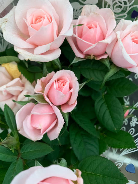 istock Pink roses are in a vase 2189405323