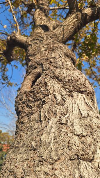 istock Photo of an old, large, tall tree with a blue sky background 2189406940