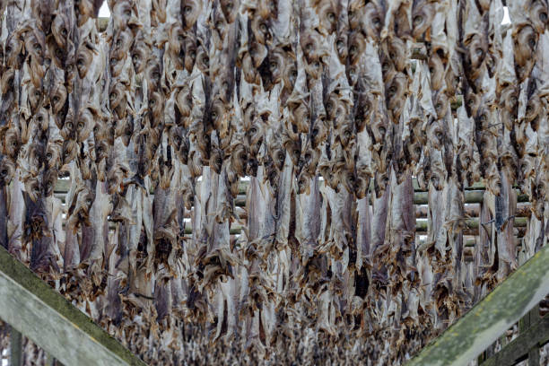 freshly caught cod hangs to dry on racks on the Lofoten Islands in Norway; Lofoten, Norway