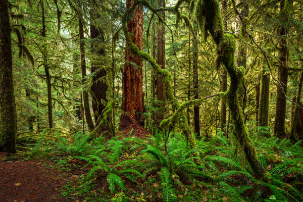 Mossy trees in the Hoh Rain Forest in the Olympic National Park, Washington, United States