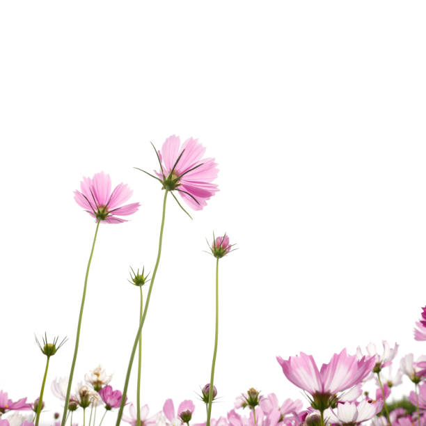 istock Delicate pink cosmos flower with on isolated background 2189409186