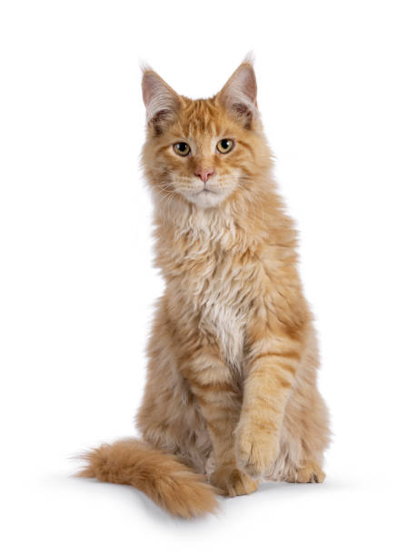 istock Maine Coon cat kitten on white background 2189409319