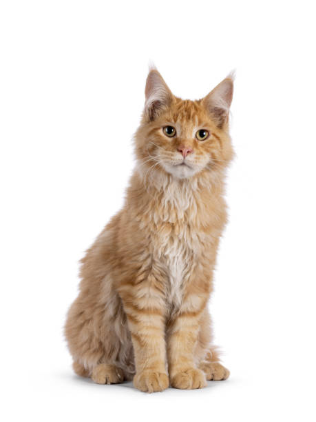 istock Maine Coon cat kitten on white background 2189409347
