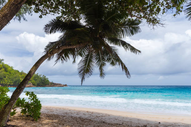 istock Summer landscape with palm tree silhouette and white sand 2189409359