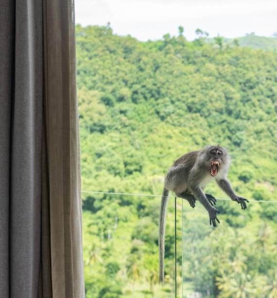 This is a photograph of a monkey showing its teeth outside a window in Lombok, Indonesia.