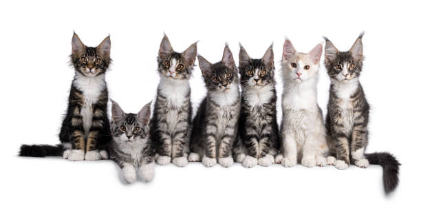 istock Maine Coon cat kittens on a white background 2189409471