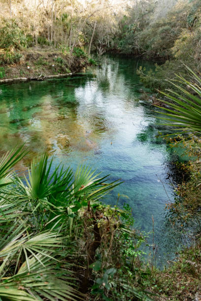 istock Blue Springs State Park Landscape with Palm Trees in Florida 2189409474