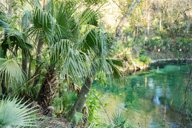 istock Blue Springs State Park Landscape with Palm Trees in Florida 2189409515
