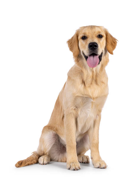 istock Golden Retriever on white background 2189409557