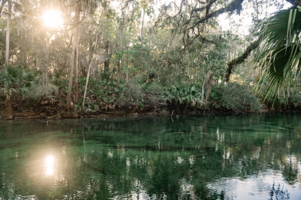 This is a landscape photograph with the winter sun shining through the forest of tropical trees by the water’s edge in Blue Springs State Park on a sunny winter day in Florida.