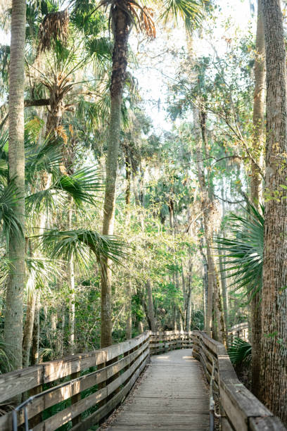 istock Florida State Park Boardwalk with Palm Trees in Blue Springs 2189409758
