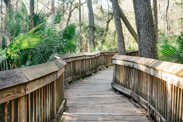 istock Florida State Park Boardwalk with Palm Trees in Blue Springs 2189409795