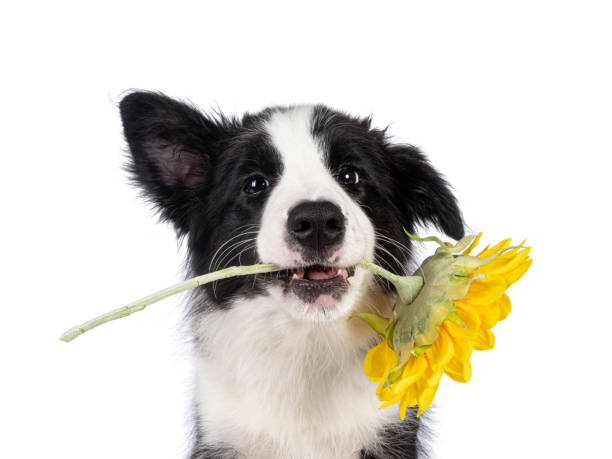 Border Collie pup on white background