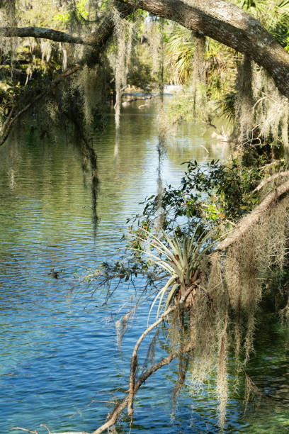 istock Blue Springs State Park Landscape with Palm Trees in Florida 2189409902
