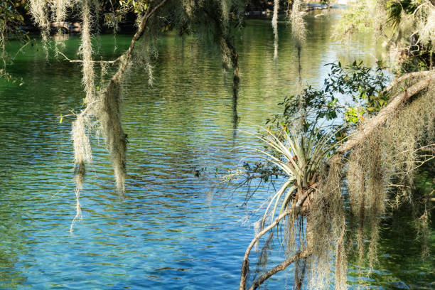 This is a landscape photograph of palm trees in Blue Springs State Park on a sunny winter day in Florida.