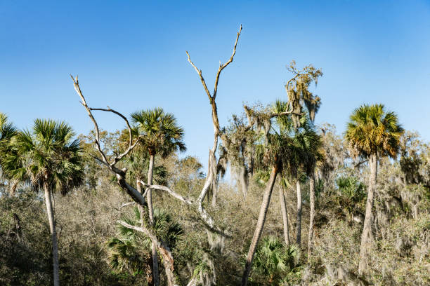 This is a landscape photograph of palm trees in Blue Springs State Park on a sunny winter day in Florida.