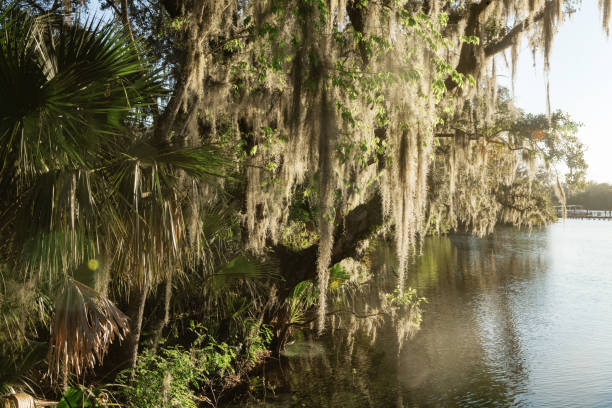 istock Blue Springs State Park Landscape in Volusia County Florida 2189410198