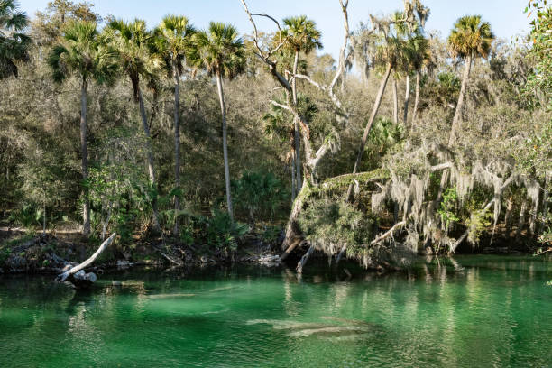 istock Manatees Visible in Blue Springs State Park Water Florida 2189410314
