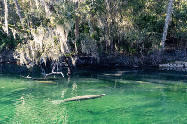 istock Manatees Visible in Blue Springs State Park Water Florida 2189410389